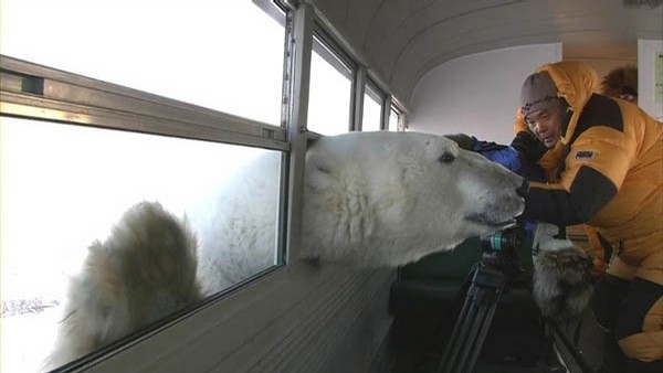 2003-curious-polar-bear.jpg