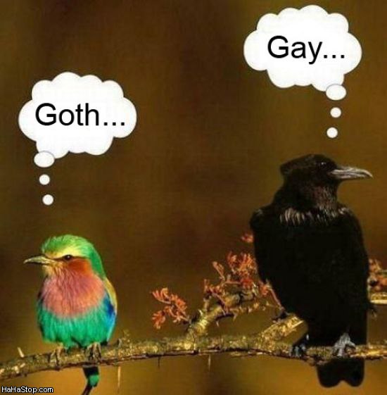 Goth_And_Gay_Birds.jpg