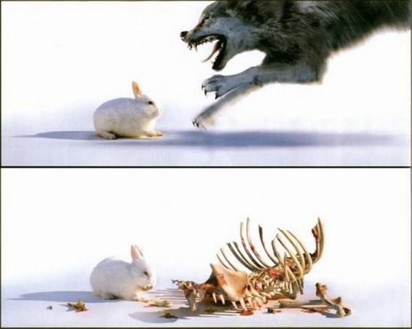 wolf_vs_hase.jpg