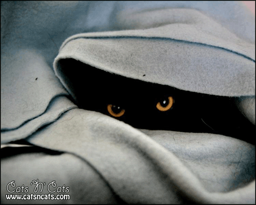 black-cat-hiding-underneath-blanket.gif