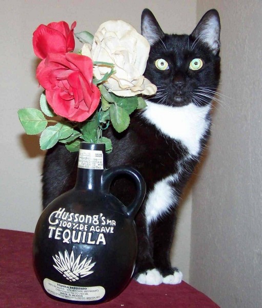 Tequila-Squeaky-1a.JPG