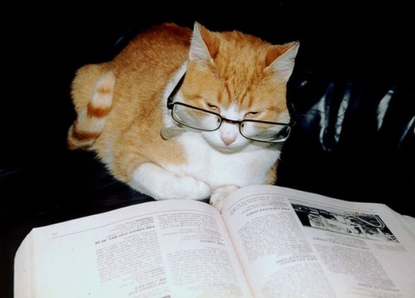 Cats-with-glasses19.jpg